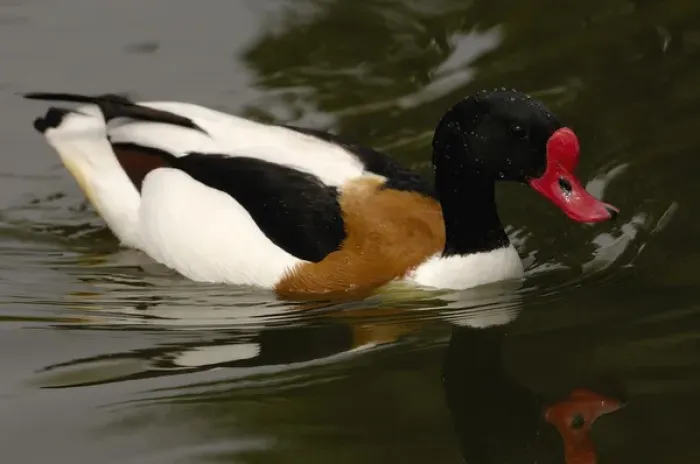 Framed Print : Common Shelduck (Tadorna tadorna) CAPTIVE Slimbridge Wildfowl and Wetlands Trust