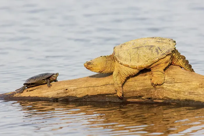 Framed Print : Common snapping turtle on log with painted turtle in wetland, Marion County, Illinois Framed Print : Common snapping turtle on log with painted turtle in wetland, Marion County, Illinois