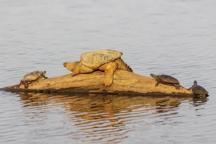Framed Print : Common snapping turtle on log with Painted Turtles in wetland, Marion County, Illinois