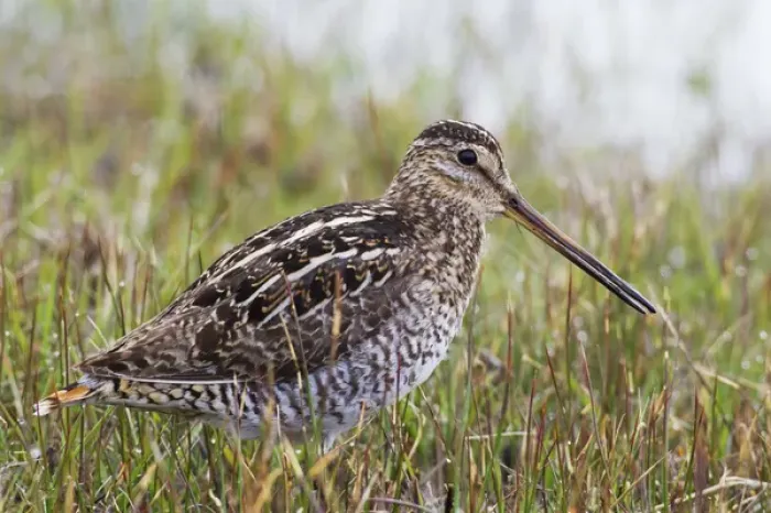 Framed Print : Common Snipe Framed Print : Common Snipe