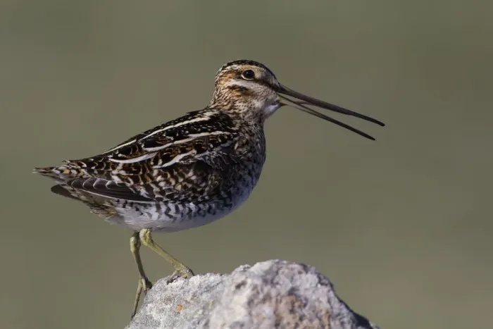 Framed Print : Common snipe calling