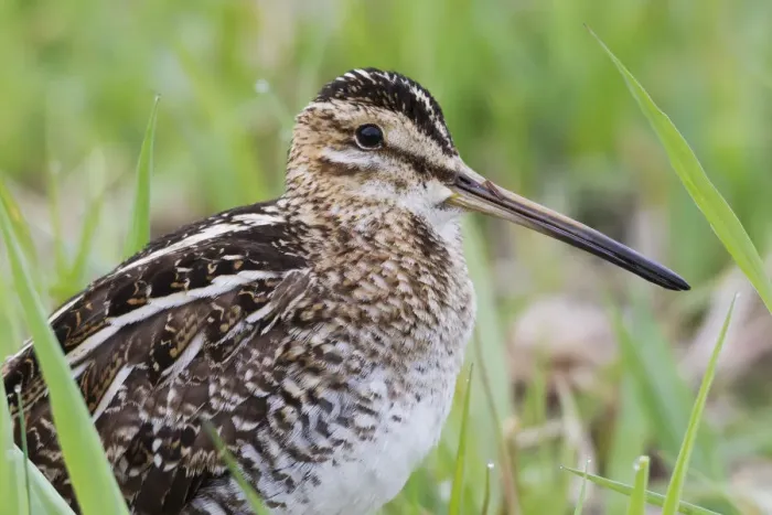 Framed Print : Common snipe close-up