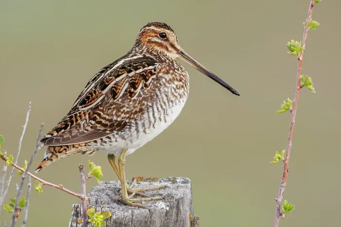 Framed Print : Common snipe finds a good vantage point to look over its surroundings in Southeast Oregon Framed Print : Common snipe finds a good vantage point to look over its surroundings in Southeast Oregon
