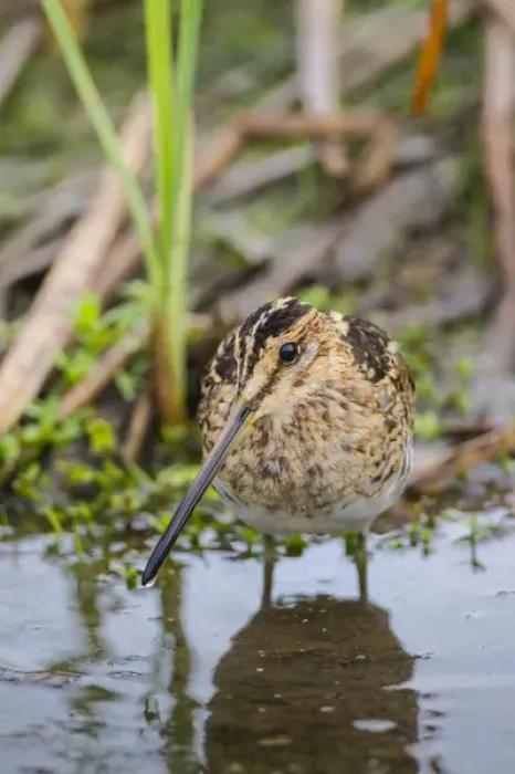 Framed Print : Common Snipe (Gallinago gallinago) adult feeding in marsh Framed Print : Common Snipe (Gallinago gallinago) adult feeding in marsh