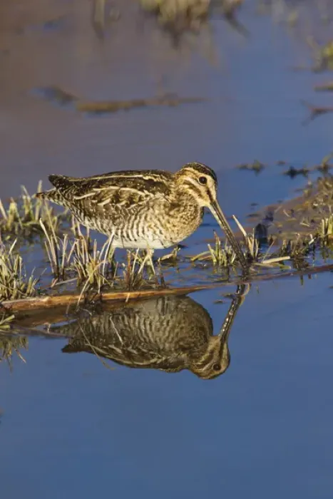 Framed Print : Common Snipe (Gallinago gallinago) feeding in marsh, New Mexico, winter Framed Print : Common Snipe (Gallinago gallinago) feeding in marsh, New Mexico, winter
