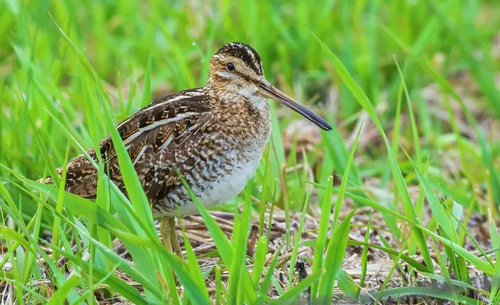 Framed Print : Common snipe peeks through wetland vegetation in Colorado Framed Print : Common snipe peeks through wetland vegetation in Colorado
