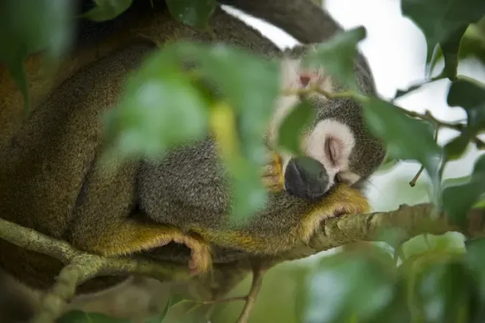 Framed Print : Common Squirrel Monkey (Saimiri sciureus), Yasuni National Park, Amazon Rainforest, ECUADOR