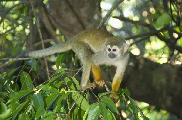 Common Squirrel Monkey, (Saimiri sciureus), Rio Negro, Amazon, Brazil, wild