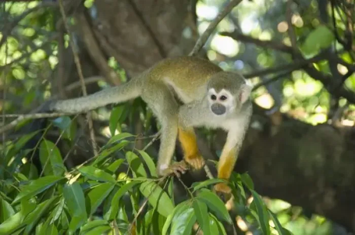 Framed Print : Common Squirrel Monkey, (Saimiri sciureus), Rio Negro, Amazon, Brazil, wild Framed Print : Common Squirrel Monkey, (Saimiri sciureus), Rio Negro, Amazon, Brazil, wild