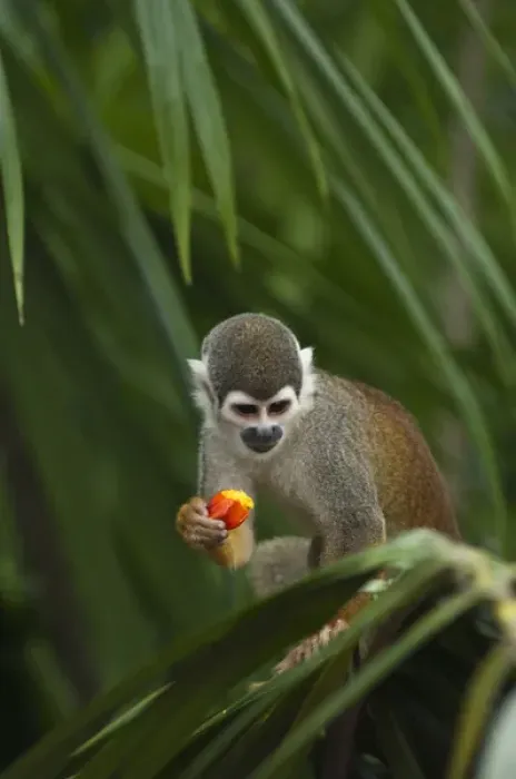 Framed Print : Common Squirrel Monkey (Saimiri sciureus) CAPTIVE Amazon Rain Forest. ECUADOR Framed Print : Common Squirrel Monkey (Saimiri sciureus) CAPTIVE Amazon Rain Forest. ECUADOR