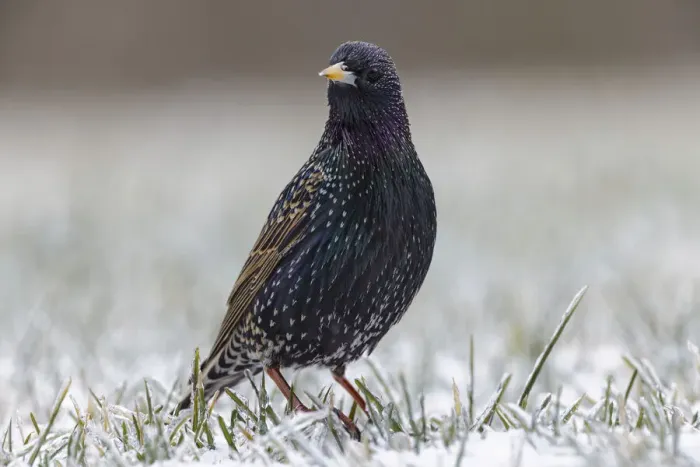 Framed Print : Common starling Framed Print : Common starling