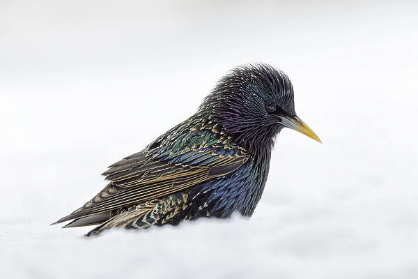 Common starling, foraging in snow, non native U. S. species