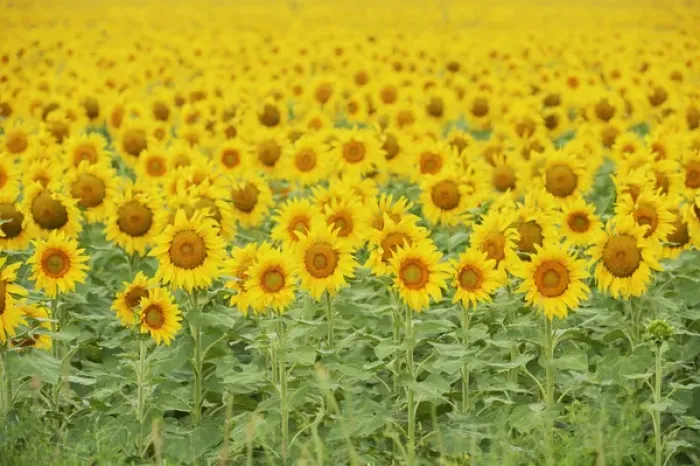 Framed Print : Common Sunflower, Helianthus annuus, field in bloom, Texas, USA