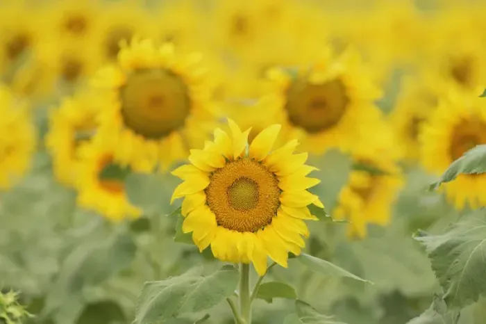 Framed Print : Common Sunflower, Helianthus annuus, field in bloom, Texas, USA