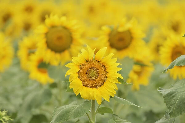 Common Sunflower, Helianthus annuus, field in bloom, Texas, USA