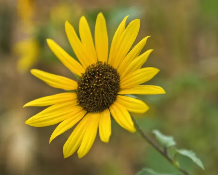 Framed Print : Common sunflower in Kansas