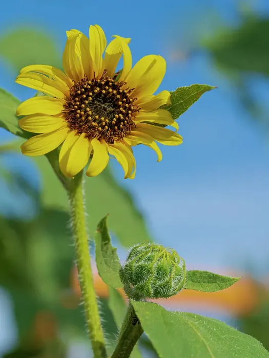 Framed Print : Common sunflower are found in the state of New Mexico Framed Print : Common sunflower are found in the state of New Mexico