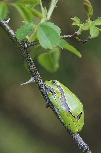 Common Tree Frog, Hyla arborea, adult resting in wild rose bush, National Park Lake Neusiedl