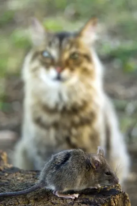 Framed Print : Common Vole (Microtus arvalis) and a cat (Felis silvestris catus)