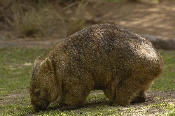 Common Wombat (Vombatus ursinus) with baby in pouch, captive, Australia