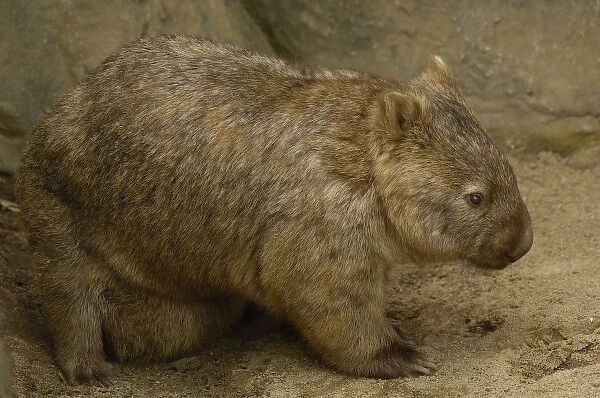 Common Wombat (Vombatus ursinus) with baby in pouch, captive, Australia
