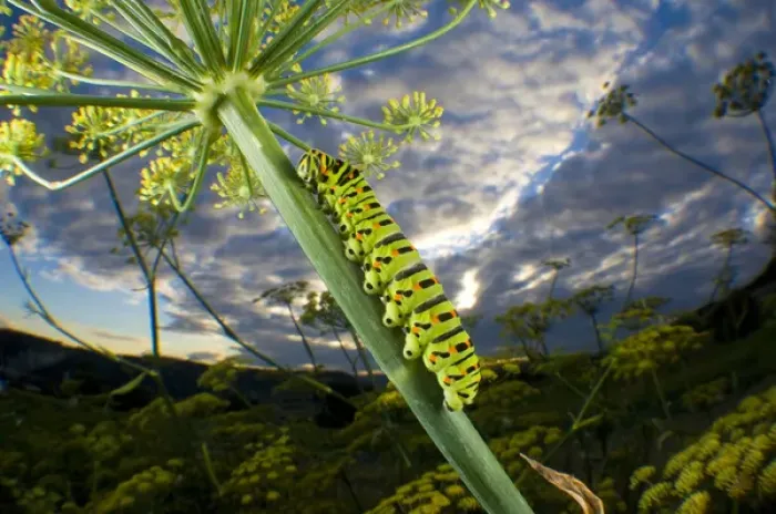 Framed Print : Common Yellow Swallowtail caterpillar and fisheye view to the sky (Papilio machaon) Framed Print : Common Yellow Swallowtail caterpillar and fisheye view to the sky (Papilio machaon)