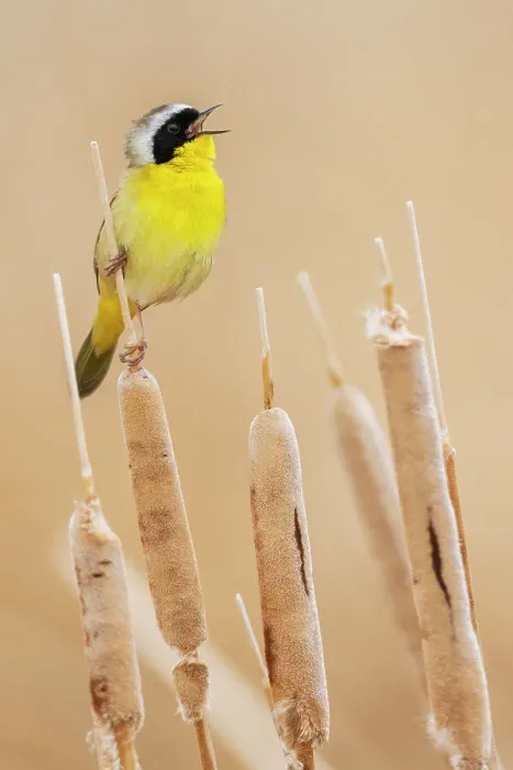 Framed Print : Common yellowthroat Framed Print : Common yellowthroat