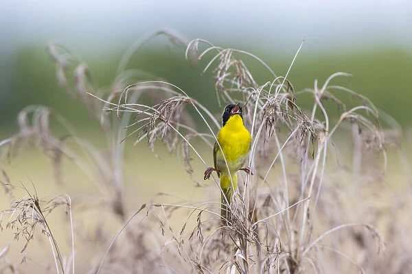 Common Yellowthroat (Geothlypis trichas) male singing in prairie Marion County, Illinois