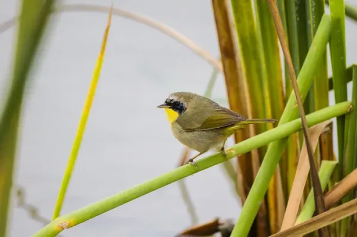 Framed Print : Common Yellowthroat (Geothlypis trichas) male in freshwater marsh habitat