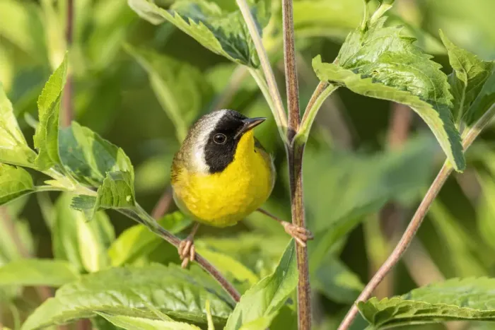 Framed Print : Common yellowthroat male, Marion County, Illinois Framed Print : Common yellowthroat male, Marion County, Illinois