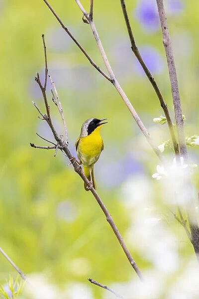 Common yellowthroat male in a prairie singing in spring, Jasper County, Illinois
