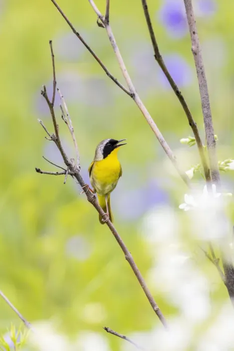 Framed Print : Common yellowthroat male in a prairie singing in spring, Jasper County, Illinois