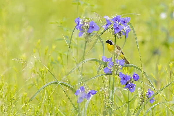 Common yellowthroat male in a prairie in spring, Jasper County, Illinois