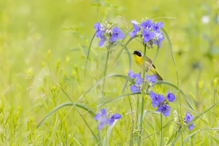 Framed Print : Common yellowthroat male in a prairie in spring, Jasper County, Illinois Framed Print : Common yellowthroat male in a prairie in spring, Jasper County, Illinois
