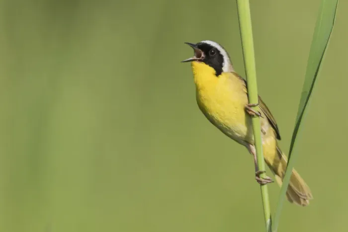 Framed Print : Common yellowthroat singing