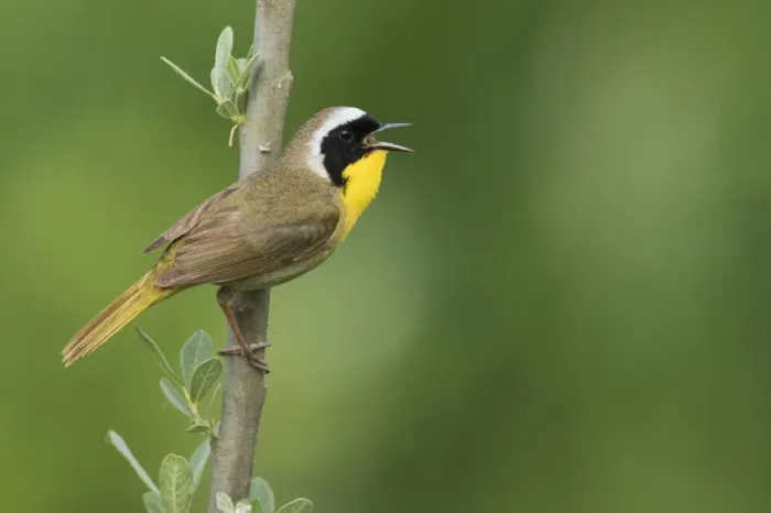 Framed Print : Common Yellowthroat Warbelr Framed Print : Common Yellowthroat Warbelr