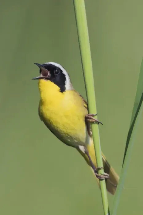 Framed Print : Common Yellowthroat Warbler Singing Framed Print : Common Yellowthroat Warbler Singing