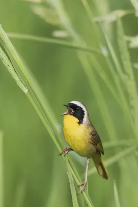 Framed Print : Common Yellowthroat Warbler Singing Framed Print : Common Yellowthroat Warbler Singing