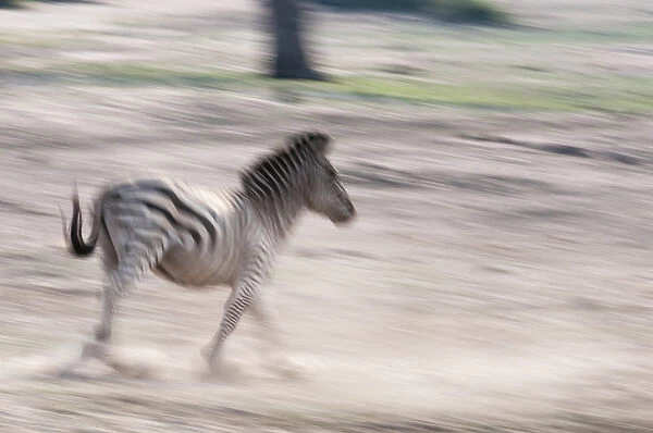 Common zebra (Equus quagga), Chobe National Park, Botswana