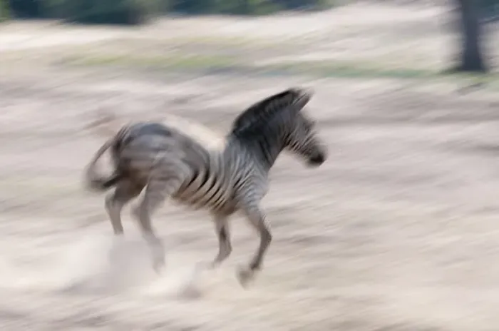 Framed Print : Common zebra (Equus quagga), Chobe National Park, Botswana