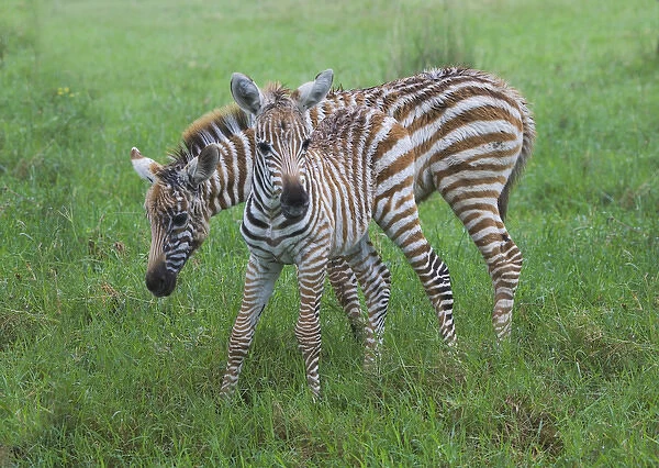 Common Zebra (Equus quagga), mother with baby, Nakuru, Kenya