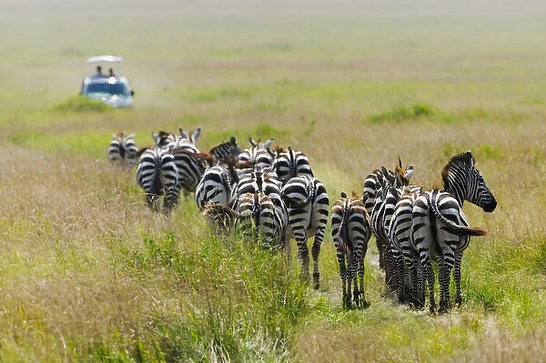 Common Zebra (Equus quagga) and safari jeep on the savanah, Masai Mara National Reserve