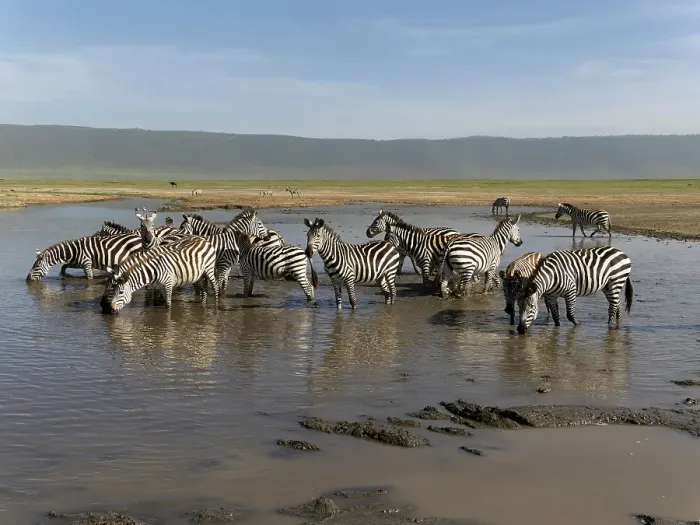 Framed Print : Common zebra herd, Serengeti National Park, Tanzania, Africa