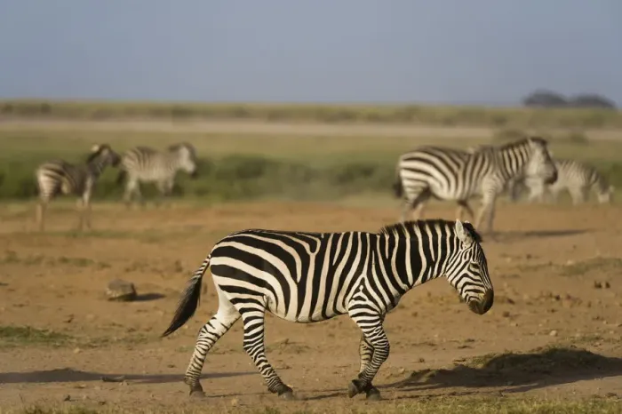 Framed Print : Common zebras (Equus quagga), Amboseli National Park, Kenya