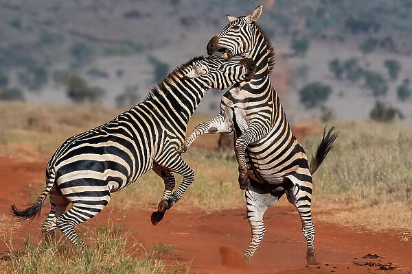 Two common zebras, Equus quagga, fighting. Voi, Tsavo Conservation Area, Kenya