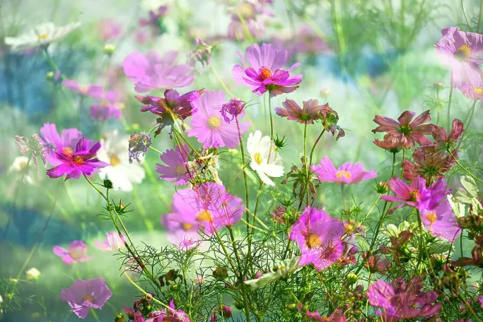 Framed Print : Composite of Cosmos Garden Framed Print : Composite of Cosmos Garden