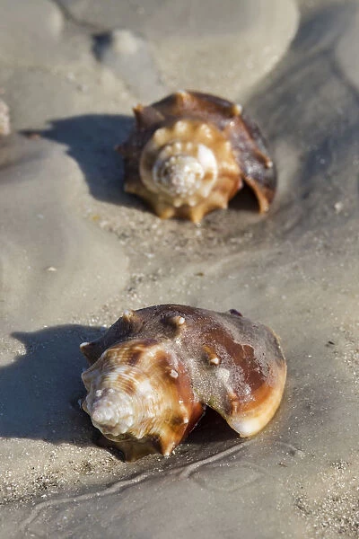 Conch Fighting shells, Honeymoon Island State Park, Dunedin, Florida, USA