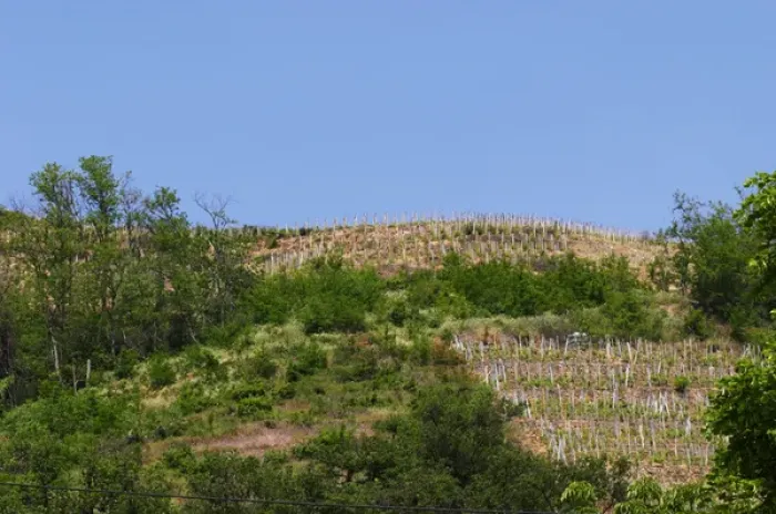 Framed Print : A Condrieu vineyard that belongs to Andre Perret, across the street from his winery Framed Print : A Condrieu vineyard that belongs to Andre Perret, across the street from his winery