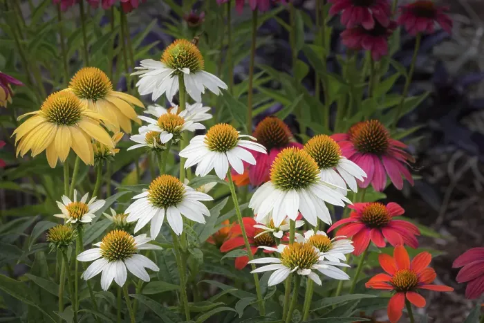 Framed Print : Cone flowers in garden, Kentucky Framed Print : Cone flowers in garden, Kentucky