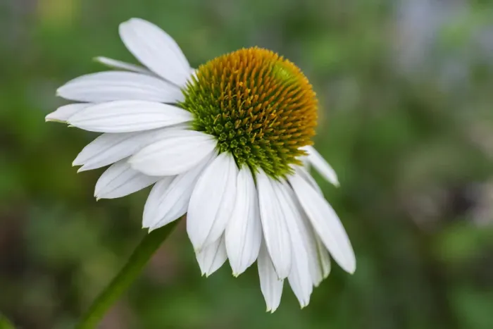 Framed Print : Coneflower Framed Print : Coneflower